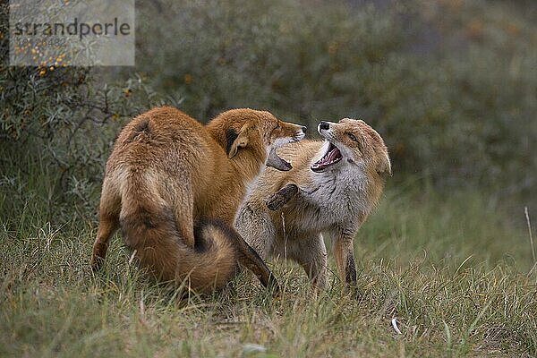 Rotfuchs (Vulpes vulpes)  Dünen Nordholland  Niederlande  Europa