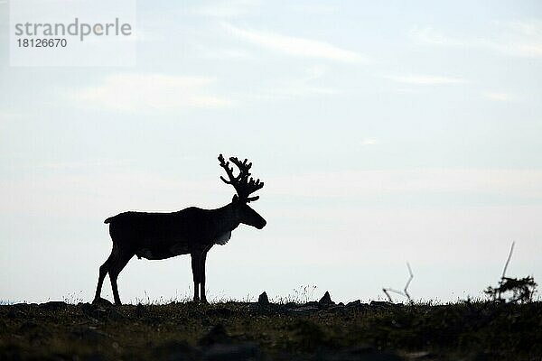 Karibu (Rangifer tarandus caribou)  seitlich  Mount Jacques Cartier  Gaspesie Nationalpark  Quebec  Kanada  Nordamerika