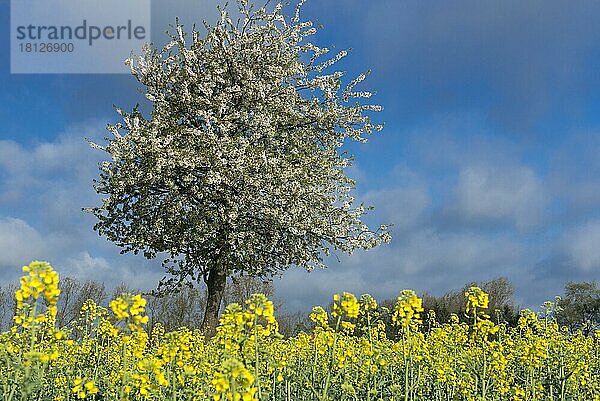 Blühender Kirschbaum im Frühling  Oldenburger Münsterland  Niedersachsen  Deutschland  Europa