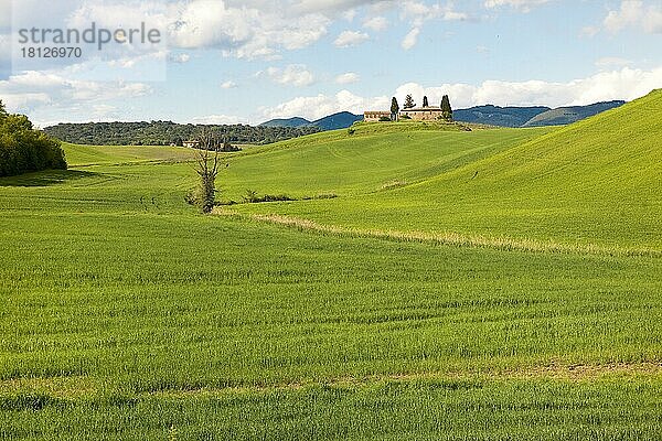 Grashügel  Crete Senesi  Siena  Toscana  Toskana  Italien  Europa