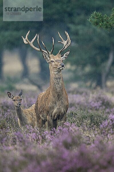 Rothirsche (Cervus elaphus)  Niederlande  Europa