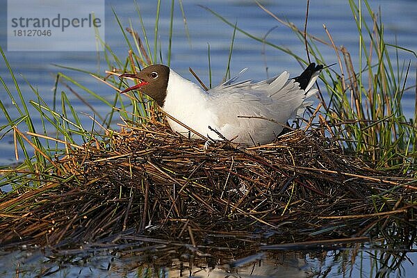 Lachmöwe (Larus ridibundus)  Nationalpark Groote Peel  Nest  Niederlande  Europa