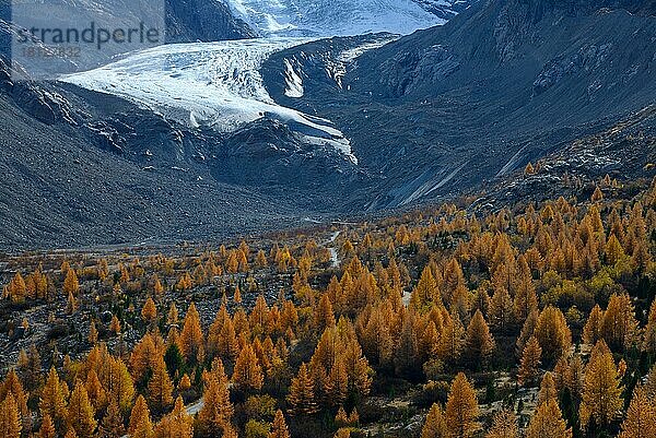 Ausläufer des Morteratschgletscher mit Lärchen (Larix decidua)  Gletscherschmelze  Berninagruppe  Oberengadin  Kanton Graubünden  Schweiz  Europa