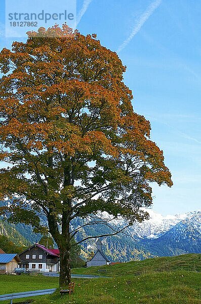 Herbst im Hintersteintal  Bad Hindelang  Allgäu  Bayern  Deutschland  Europa