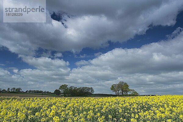 Blühendes Rapsfeld  Oldenburger Münsterland  Niedersachsen  Deutschland  Europa