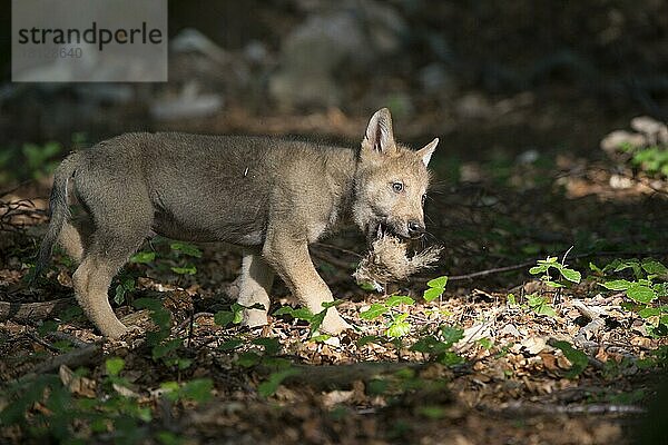 Junger Wolf (Canis lupus)