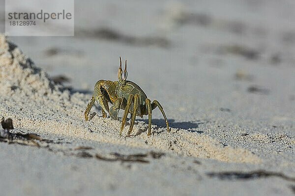 Geisterkrabbe (Ocypode)  Bird Island  Seychellen  Afrika