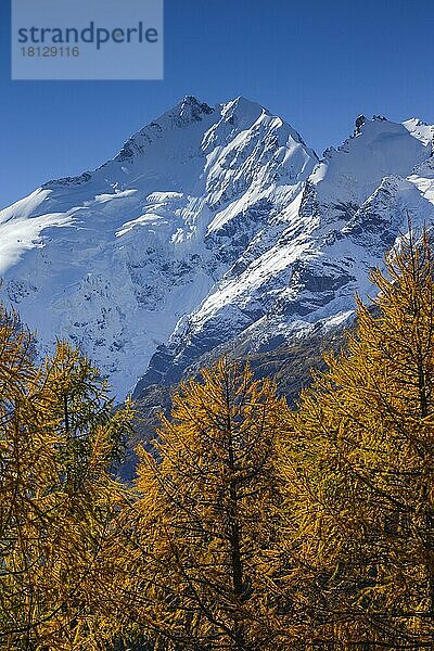 Piz Bernina  4049 m  Biancograt  Oberengadin  Graubünden  Schweiz  Europa