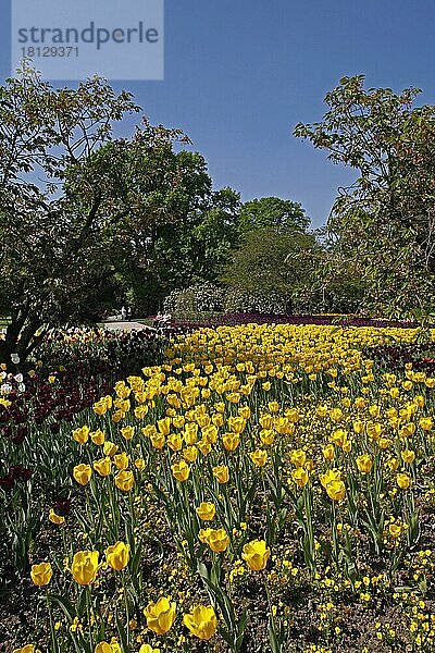 Luisenpark  Tulpenblüte  Kirschblüte  Frühling  Mannheim  Baden-Württemberg  Deutschland  Europa