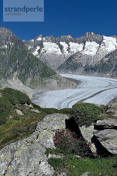 Großer Aletschgletscher  Bewimperte Alpenrose (Rhododendron hirsutum)  Kanton Wallis  Schweiz  Europa