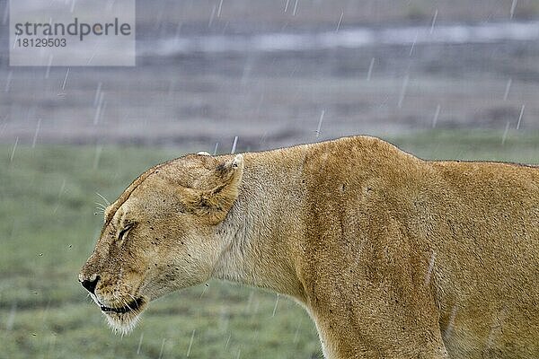 Eine sehr unglückliche Löwin (Panthera leo) im fallenden Regen  Serengeti  Tansania  Afrika