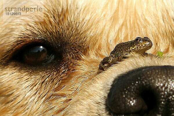 Golden Retriever mit Frosch auf Nase