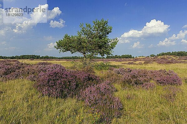 Besenheide (Calluna vulgaris)  Nationalpark Hooge Veluwe  Gelderland  Niederlande  Europa
