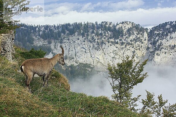 Steinbock  weiblich (Capra ibex)  Creux du Van  Schweiz  Europa