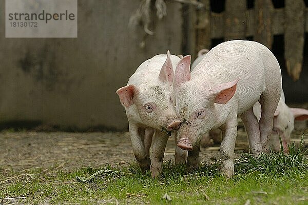 Hausschwein  zwei Ferkel spielen miteinander