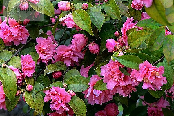 Japanische Kamelie (Camellia japonica)  Sorte 'Fragant Pink' x reticulata