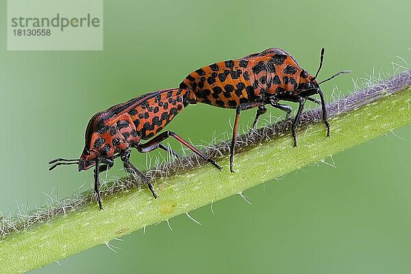 Streifenwanze (Graphosoma lineatum)  Paarung  Niedersachsen  Deutschland  Europa