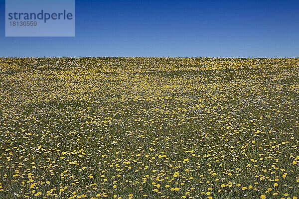 Wiese mit Löwenzahn (Taraxacum officinale) im Frühling  Schleswig Holtein  Insel Sylt  Deutschland  Europa