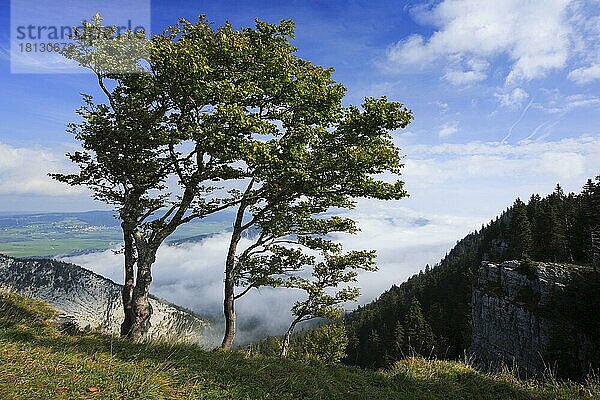 Baumgruppe am Creux du Van  Neuenburg  Neuenburger Jura  Schweiz  Europa