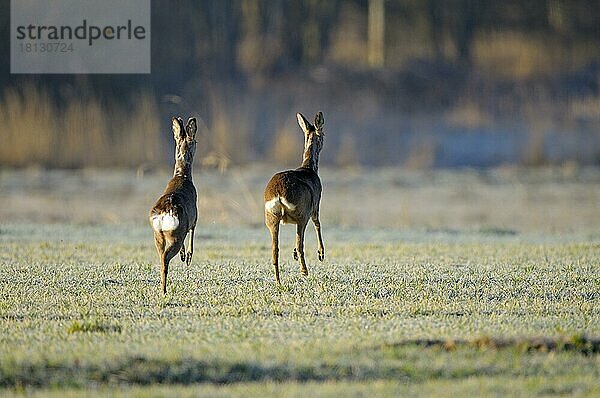 Reh  Rehbock und Ricke auf der Flucht  morgens  April  Groß Quassow  Mecklenburg-Vorpommern  Deutschland  Europa