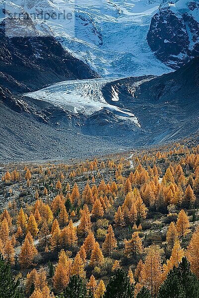 Ausläufer des Morteratschgletscher mit Lärchen (Larix decidua)  Gletscherschmelze  Berninagruppe  Oberengadin  Kanton Graubünden  Schweiz  Europa
