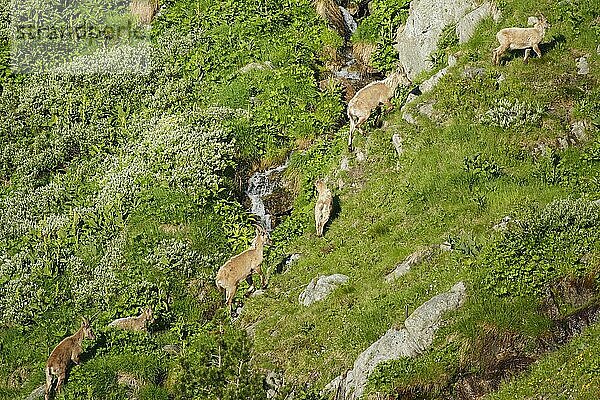 Steinböcke (Capra ibex) (Ibex)  Schweiz  Europa