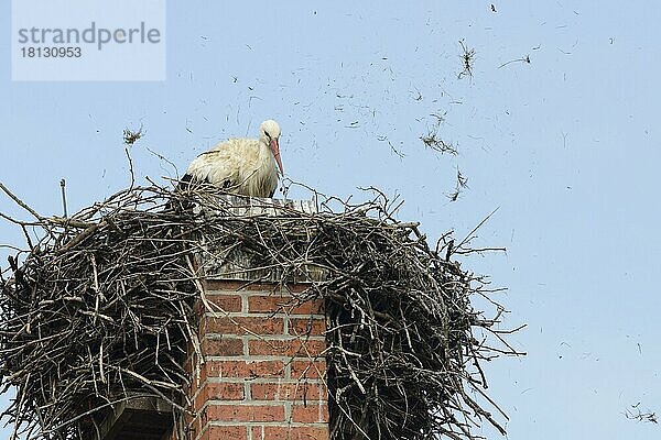 Erwachsener Weissstorch im Nest (Ciconia ciconia)  Saxony-Anhalt  Deutschland  Europa