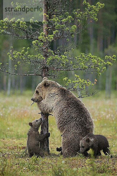 Europäischer Braunbär (Ursus arctos)  Weibchen und Jungtiere  Finnland  Europa