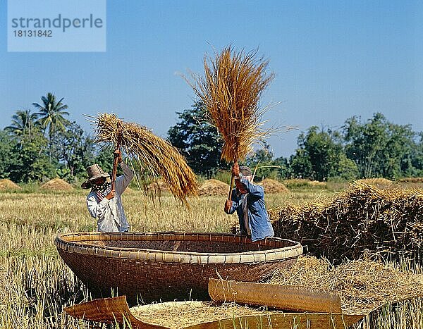 Bauern dreschen Reis  Reisernte  Thailand  Asien