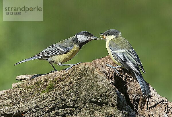 Junge und erwachsene Kohlmeise (Parus major)  Niedersachsen  Deutschland  Europa