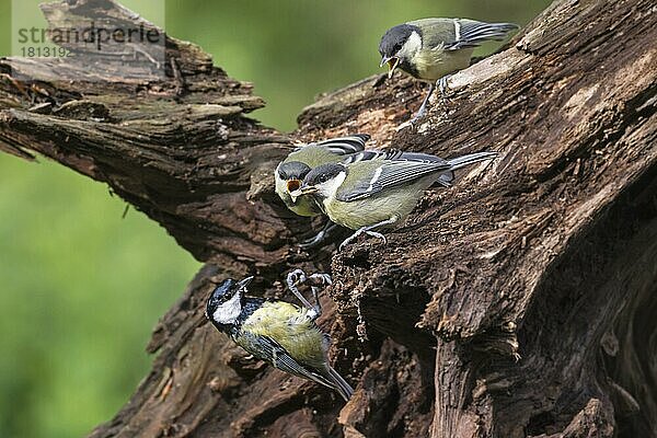 Junge und erwachsene Kohlmeise (Parus major)  Niedersachsen  Deutschland  Europa