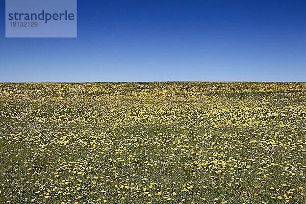 Wiese mit Löwenzahn (Taraxacum officinale) im Frühling  Schleswig Holtein  Insel Sylt  Deutschland  Europa