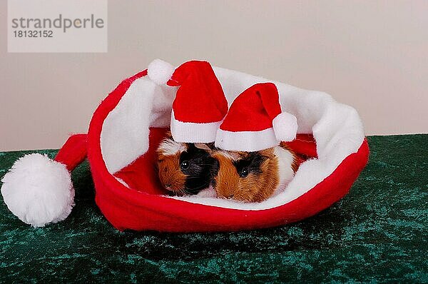 Rosettenmeerschweinchen mit Weihnachtsmützen in Weihnachtsmütze  Jungtiere  2 Tage  Nikolausmütze  Weihnachtsmütze