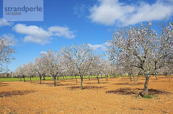 Mandelblüte bei Manaco  Mallorca  Balearische Inseln  Spanien  Europa