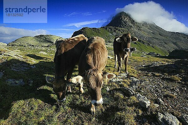 Rinder im Oberengadin  Piz Surlej  Graubünden  Schweiz  Europa