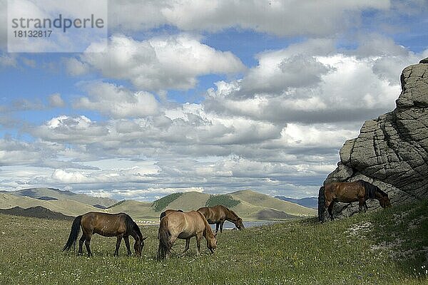 Pferde am Terkhiin-Tsagaan-See  Terkhiin Tsagaan Nationalpark  Mongolei  Asien