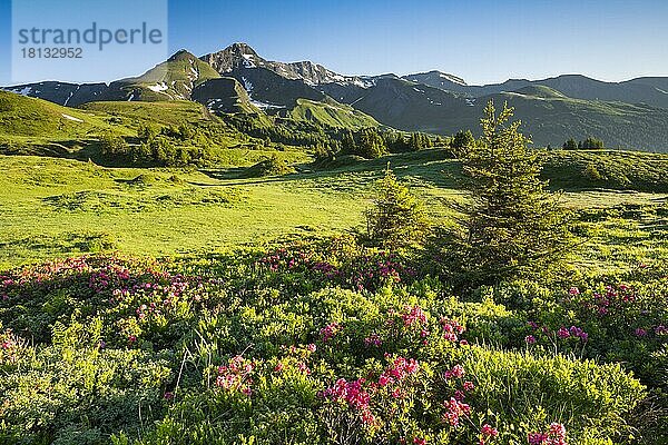 Chalberboden  Aussicht auf Schwarzhorn  Bern  Berner Oberland  Schweiz  Europa