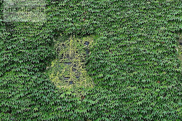 Hauswand mit Wildem Wein  Dreispitzige Jungfernrebe (Parthenocissus tricuspidata)