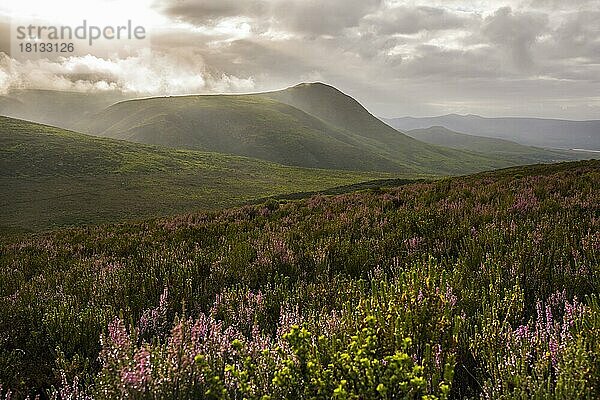 Fynbos  Heidelandschaft in der Walkerbay mit dramatischer Wolkenstimmung  Grootbos  Gansbay  Westkap  Südafrika