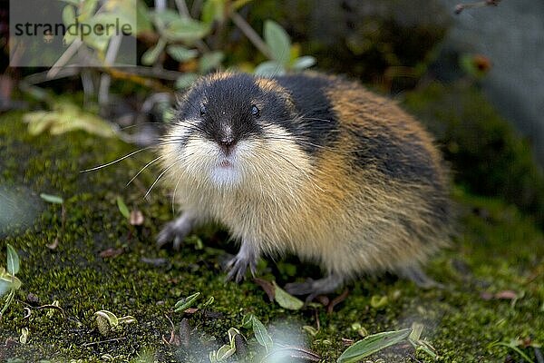 Berglemming (Lemmus lemmus)  Norwegen  Europa