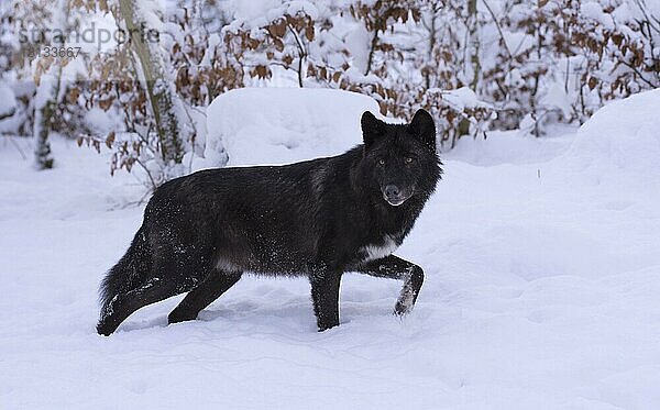 Timberwolf (Canis lupus lycaon)  Winter  Schnee  Wildpark Kasselburg  Gerostein  Deutschland  Europa