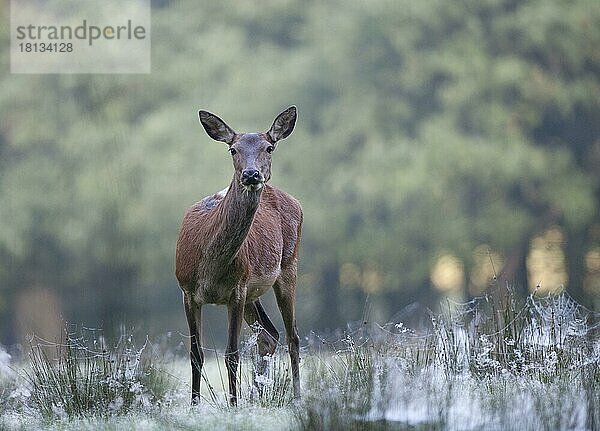 Rothirsch (Cervus elaphus)  weiblich  Altweibersommer