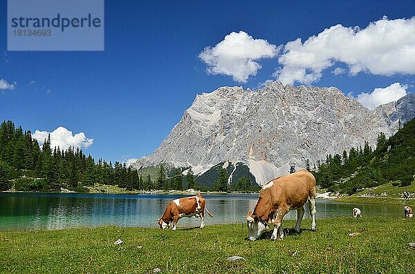 Hausrinder  Kühe auf Almwiese  Ehrwalder Alm  Seebensee  Zugspitze  Außerfern  Bezirk Reutte  Tirol  Kühe  Kuh  Österreich  Europa