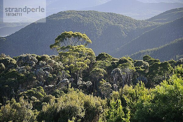 Regenwald  West Coast Range  Tasmanien  Westküsten-Bergkette  Australien  Ozeanien