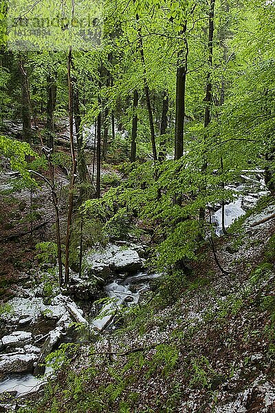 Höllbach im Mai mit Schnee  Nationalpark Bayerischer Wald  Höllbach  Deutschland  Europa
