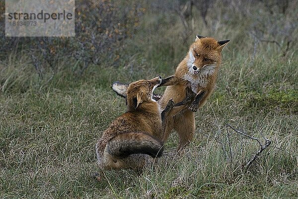 Rotfüchse (Vulpes vulpes)  Niederlande  Europa