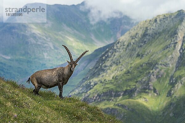 Alpensteinbock (Capra ibex)  Nationalpark Hohe Tauern  Kärnten  Österreich  Europa