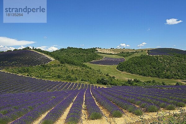 Lavendelfelder in der Provence  Provence  Provence-Alpes-Cote d'Azur  Frankreich  Europa