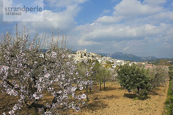 Mandelblüte  Selva  Tramuntana  Mallorca  Balearische Inseln  Spanien  Europa