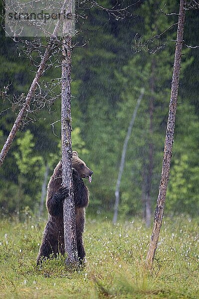 Europäischer Braunbär (Ursus arctos)  Jungtier  Finnland  Europa